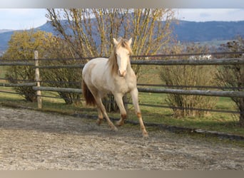 PRE, Castrone, 2 Anni, 161 cm, Perlino