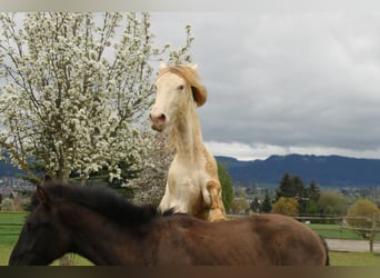 PRE, Castrone, 2 Anni, 161 cm, Perlino
