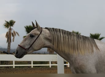 PRE Mix, Castrone, 2 Anni, 163 cm, Grigio