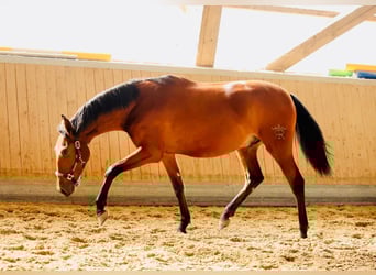 PRE Mix, Castrone, 2 Anni, 165 cm, Baio