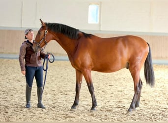 PRE Mix, Castrone, 2 Anni, 165 cm, Baio