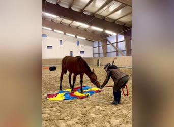 PRE Mix, Castrone, 2 Anni, 165 cm, Baio