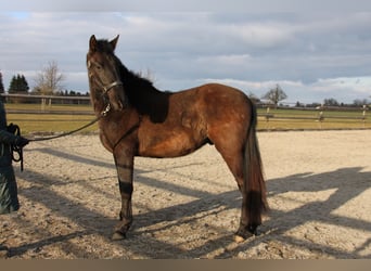PRE, Castrone, 2 Anni, 168 cm, Morello
