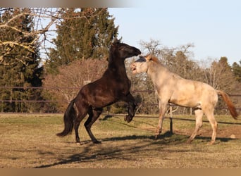 PRE, Castrone, 2 Anni, 168 cm, Morello