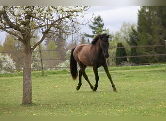 PRE, Castrone, 2 Anni, 168 cm, Morello