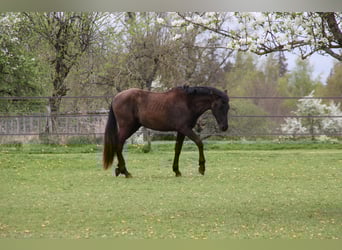 PRE, Castrone, 2 Anni, 168 cm, Morello