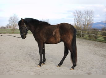 PRE, Castrone, 2 Anni, 168 cm, Morello