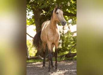 PRE, Castrone, 2 Anni, 168 cm, Pelle di daino