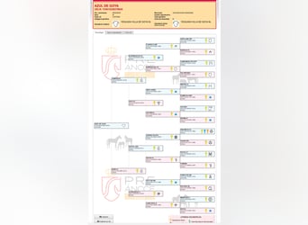 PRE, Castrone, 2 Anni, Baio scuro