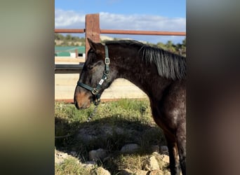 PRE, Castrone, 2 Anni, Baio scuro