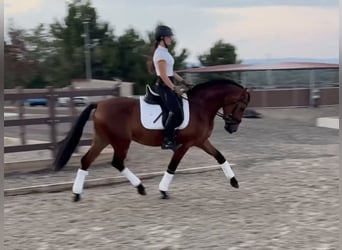 PRE Mix, Castrone, 3 Anni, 148 cm, Baio