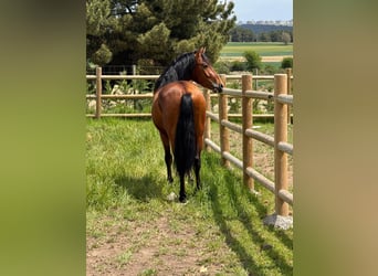 PRE Mix, Castrone, 3 Anni, 148 cm, Baio