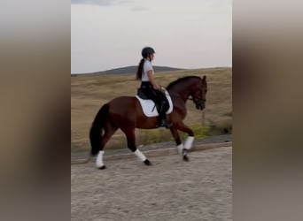 PRE Mix, Castrone, 3 Anni, 148 cm, Baio