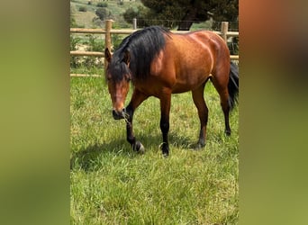 PRE Mix, Castrone, 3 Anni, 150 cm, Baio