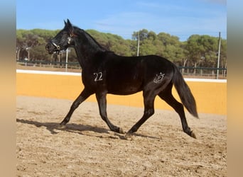 PRE Mix, Castrone, 3 Anni, 154 cm, Morello