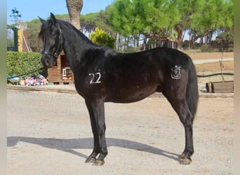 PRE Mix, Castrone, 3 Anni, 154 cm, Morello