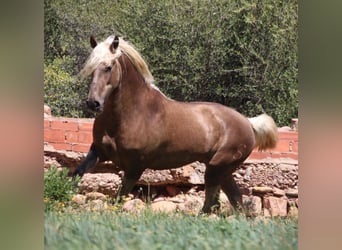 PRE, Castrone, 3 Anni, 155 cm, Palomino