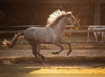 PRE Mix, Castrone, 3 Anni, 157 cm, Grigio