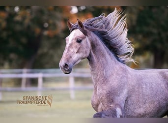 PRE, Castrone, 3 Anni, 157 cm, Grigio