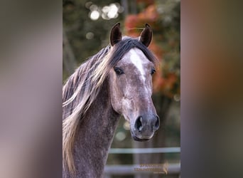 PRE, Castrone, 3 Anni, 157 cm, Grigio