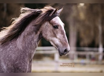 PRE, Castrone, 3 Anni, 157 cm, Grigio