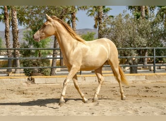 PRE Mix, Castrone, 3 Anni, 158 cm, Champagne