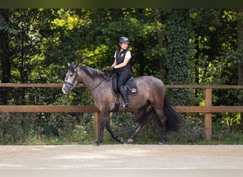 PRE Mix, Castrone, 3 Anni, 158 cm, Grigio