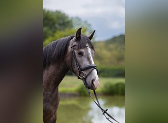 PRE Mix, Castrone, 3 Anni, 158 cm, Grigio