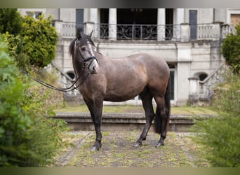 PRE Mix, Castrone, 3 Anni, 158 cm, Grigio