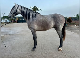PRE Mix, Castrone, 3 Anni, 158 cm, Grigio pezzato