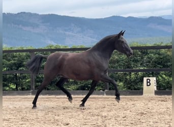 PRE, Castrone, 3 Anni, 158 cm, Morello