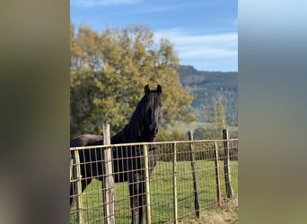 PRE, Castrone, 3 Anni, 158 cm, Morello