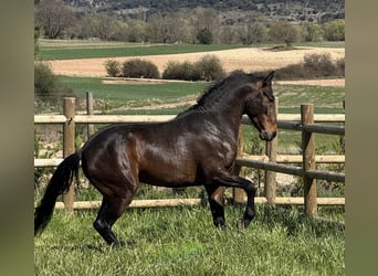 PRE, Castrone, 3 Anni, 160 cm, Baio scuro