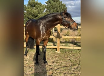 PRE, Castrone, 3 Anni, 160 cm, Baio scuro