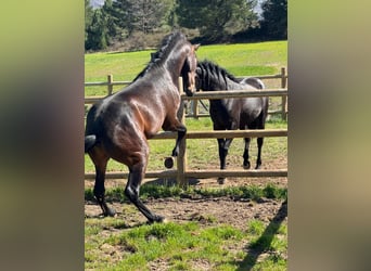 PRE, Castrone, 3 Anni, 160 cm, Baio scuro