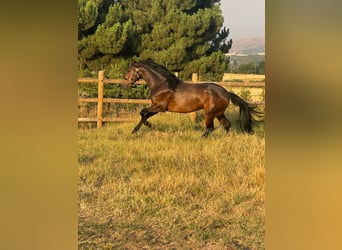 PRE Mix, Castrone, 3 Anni, 160 cm, Baio scuro