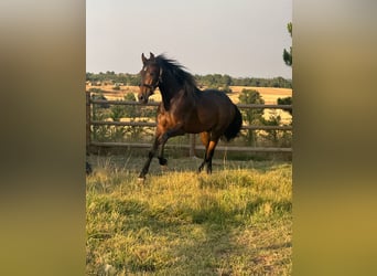 PRE Mix, Castrone, 3 Anni, 160 cm, Baio scuro