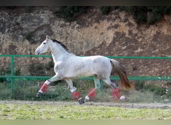 PRE Mix, Castrone, 3 Anni, 160 cm, Grigio