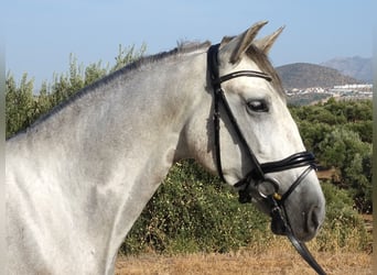 PRE, Castrone, 3 Anni, 160 cm, Grigio