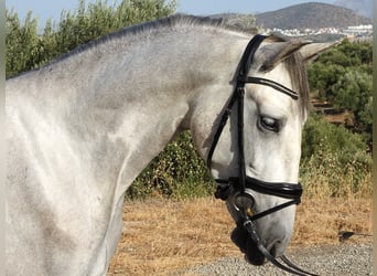 PRE, Castrone, 3 Anni, 160 cm, Grigio