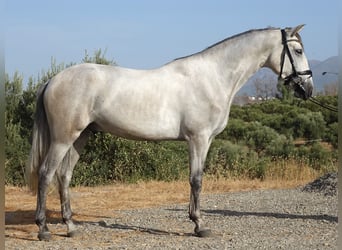 PRE, Castrone, 3 Anni, 160 cm, Grigio