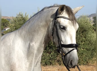 PRE, Castrone, 3 Anni, 160 cm, Grigio