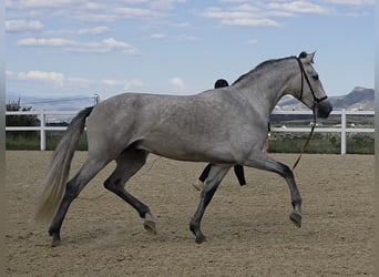 PRE, Castrone, 3 Anni, 160 cm, Grigio