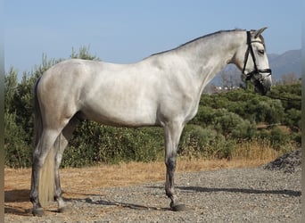 PRE, Castrone, 3 Anni, 160 cm, Grigio