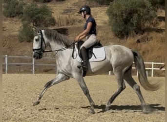 PRE, Castrone, 3 Anni, 160 cm, Grigio