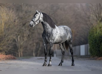PRE Mix, Castrone, 3 Anni, 160 cm, Grigio pezzato