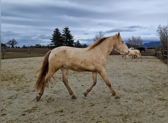 PRE, Castrone, 3 Anni, 160 cm, Perlino