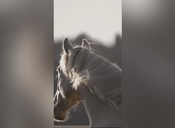 PRE Mix, Castrone, 3 Anni, 161 cm, Cremello