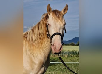 PRE Mix, Castrone, 3 Anni, 161 cm, Perlino