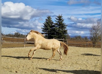 PRE Mix, Castrone, 3 Anni, 161 cm, Perlino